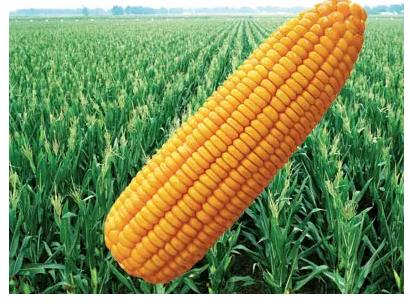 玉米种子企业如何设计宣传资料